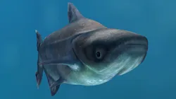 Animated Mekong Giant Catfish