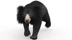 Animated Sloth Bear