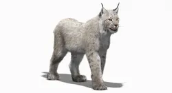 Animated White Eurasian Lynx Fur