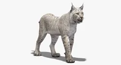 Animated White Lynx