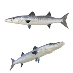 Barracuda fish