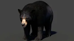 Black Bear