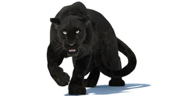 Black Panther Rigged Fur