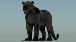 Black Panther with Fur