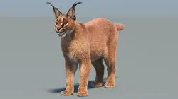 Caracal Fur