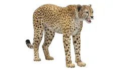 Cheetah Fur