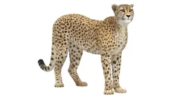 Cheetah Rigged Fur