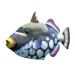 Clown Trigger fish