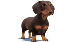 Dachshund Dog Fur