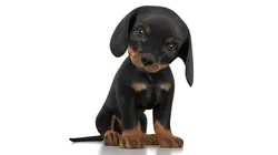 Dachshund Dog Puppy Rigged