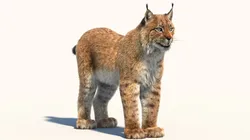 Eurasian Lynx Fur
