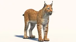 Eurasian Lynx