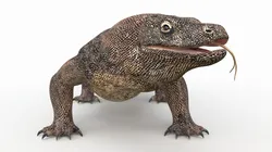 Komodo Dragon Rigged