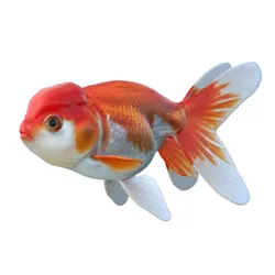 Lionhead Gold fish