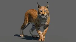 Lynx Animated
