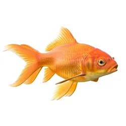 Orange Gold fish