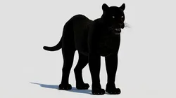 Panther