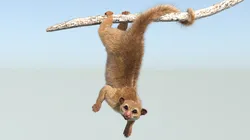 Realistic Kinkajou Animated Fur