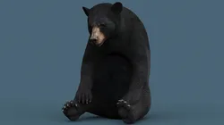 Rigged Black Bear