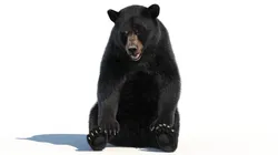 Rigged Black Bear Fur