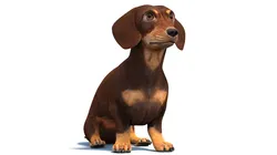 Rigged Dachshund Dog