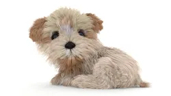 Rigged Maltipoo Dog Puppy Polygonal Fur