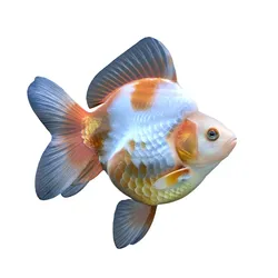 Ryukin Gold fish