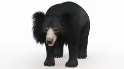 Sloth Bear