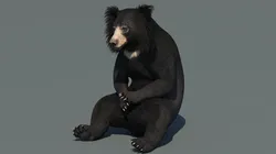 Sloth Bear Animated
