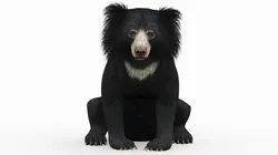 Sloth Bear Rigged