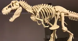 T-Rex Skeleton fixed and printable