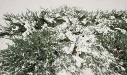 Winter Snow Plants - Juniperus Horizontalis Golden Carpet Creeping Juniper HighpolyLow Poly