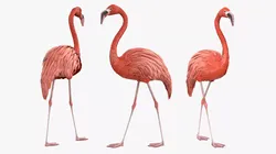 Bird Flamingo Pink Rigged for Blender Animated Set 3D model