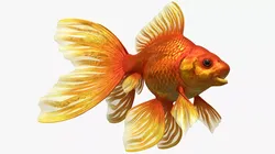 Fantail Goldfish Swimming Animated Rigged For Maya 3D model