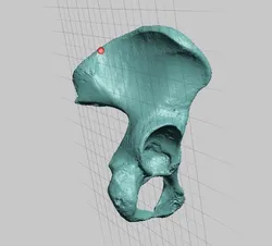 High Resolution Human Female Pelvis Scan