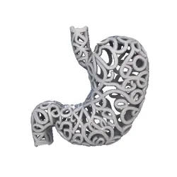 Human Stomach Anatomy 3D Model for Health Care