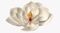 Magnolia Grandiflora Blossom White Fur 3D model