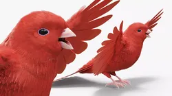 Red Canary Bird 3D model