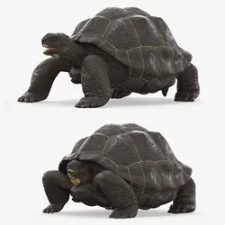 Turtle Chelonoidis Niger Set Animated Rigged 3D model