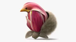 Yulan Magnolia Flower Blossom Pink Fur 3D model
