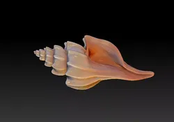 Seashell 3D print model