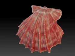 Seashell  Scallops 3D print model