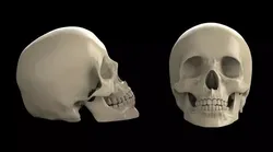 skull 3d model two skulls 3D print model