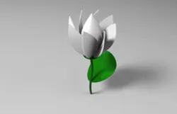 solid lotus