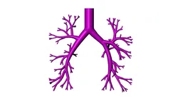 Bronchial tree 3d model for 3d printing CFD and FEA 3D print model