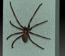 spider  3D print model
