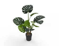 Monstera plant