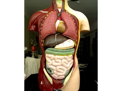 Explore Organs