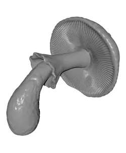 mushroom drawer pull