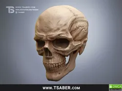 Skull 3D print model